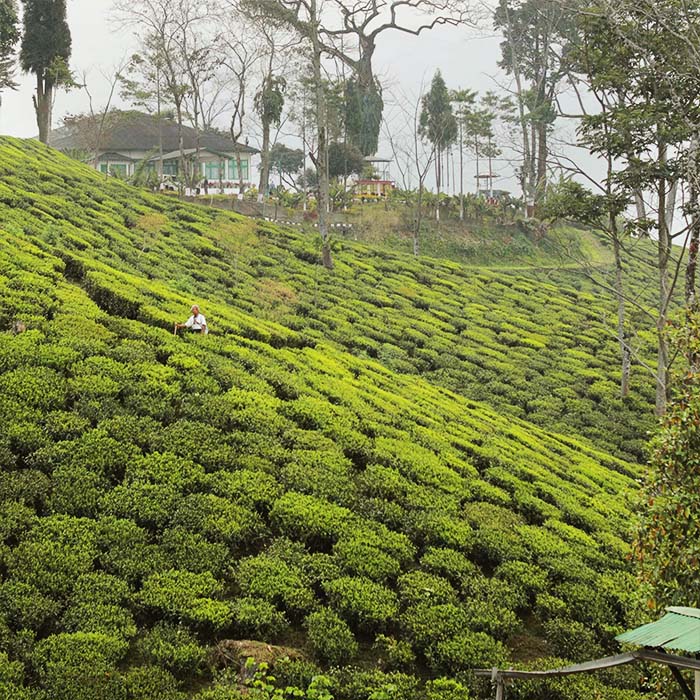 Rishihat Tea Garden (Risheehat Tea Estate)
