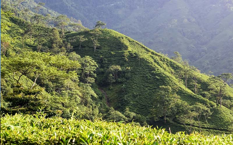 Hosanna Homestay Images